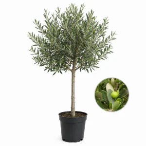 Olivenbaum Olea europaea 'Leccino'
