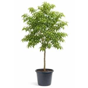 Zürgelbaum Celtis australis