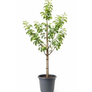 Pflaumenbaum Prunus italica 'Graf Althans Reneklode'