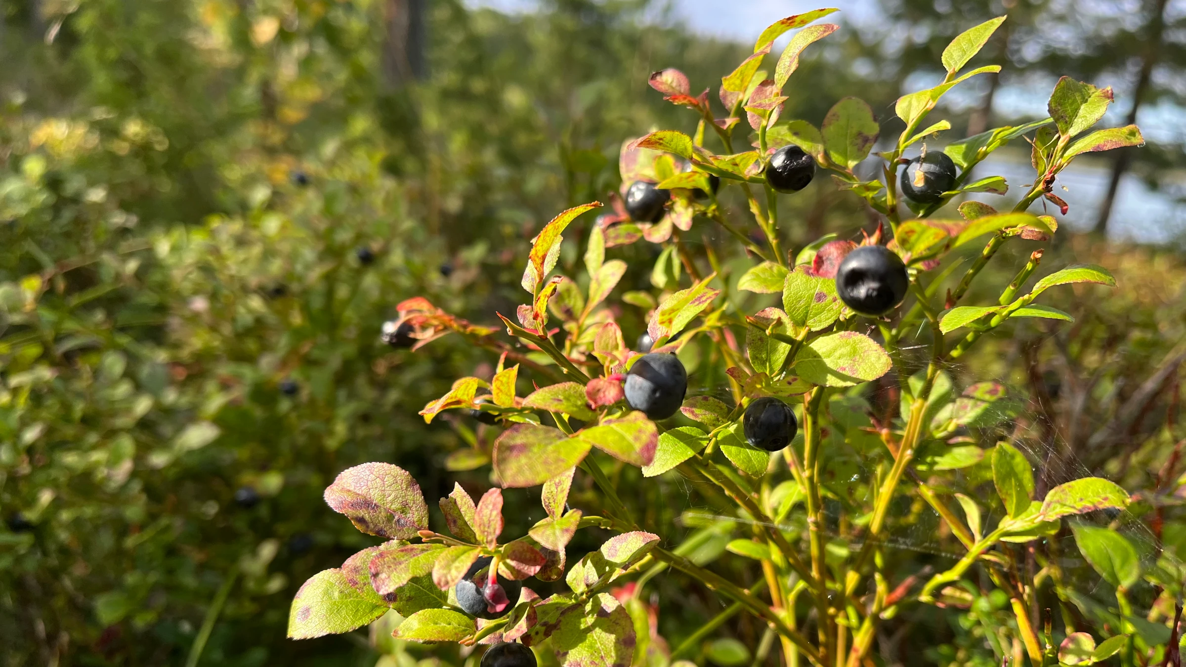 Heidelbeeren pflanzen im Garten - Strauch mit reifen Blaubeeren