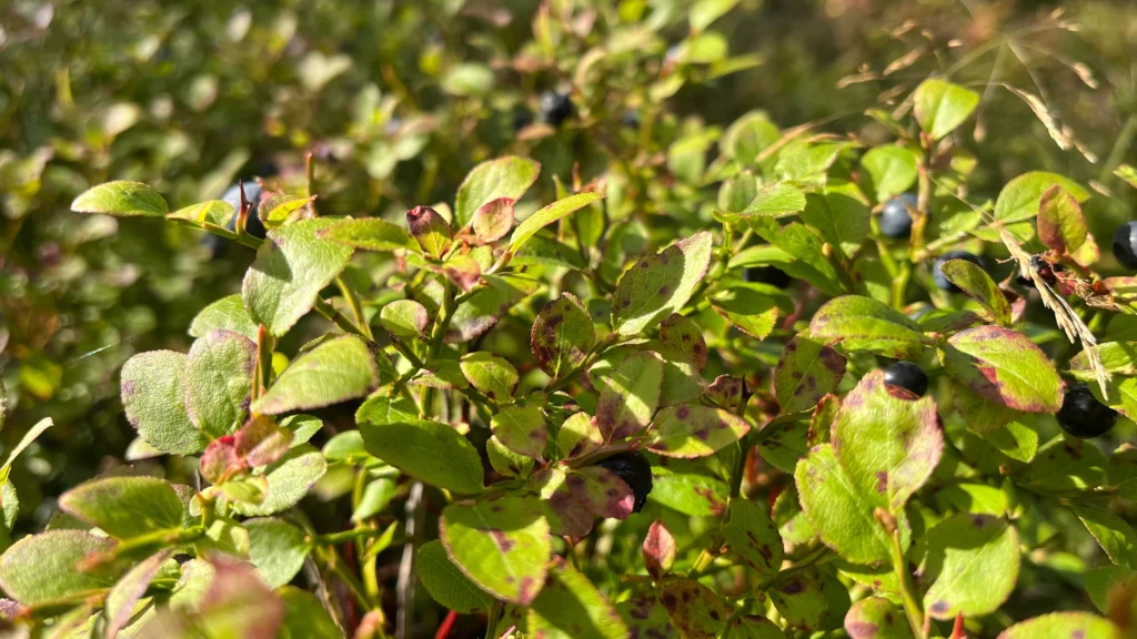 Heidelbeeren Pflanzzeit im Garten - Blaubeeren zwischen grünen Blättern