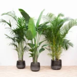 Vorteilspaket XXL - Kentia 200 cm, Strelitzia Nicolai 225 cm, Areca 200 cm