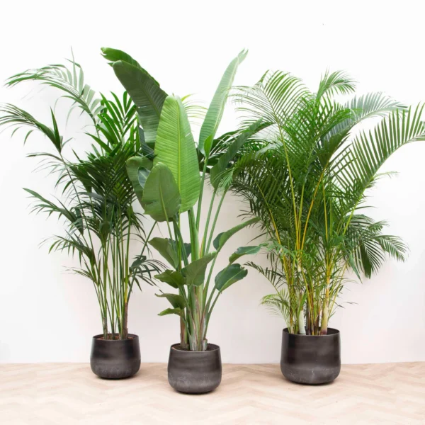 Vorteilspaket XXL - Kentia 200 cm, Strelitzia Nicolai 225 cm, Areca 200 cm