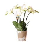 Weiße Phalaenopsis Orchidee Topfgröße - Jewel Ghent - Topfgröße Ø12cm