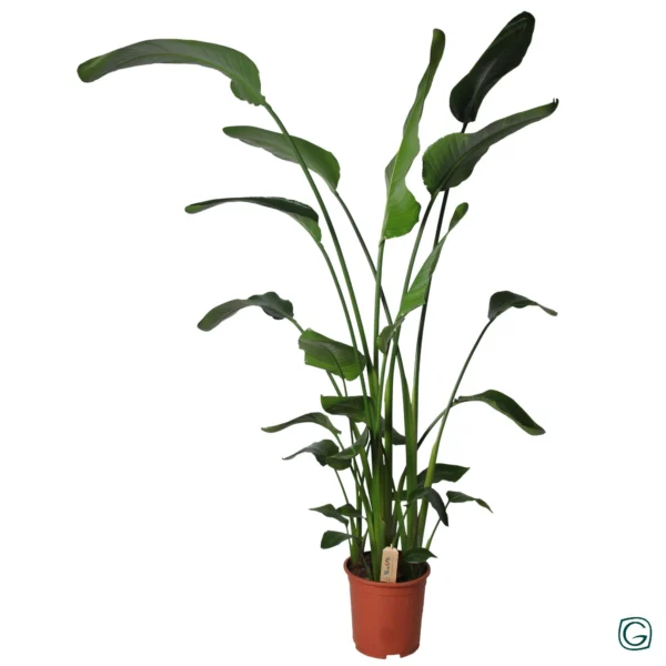 Strelitzia P27 160cm+ - Ø27cm - ↨160cm