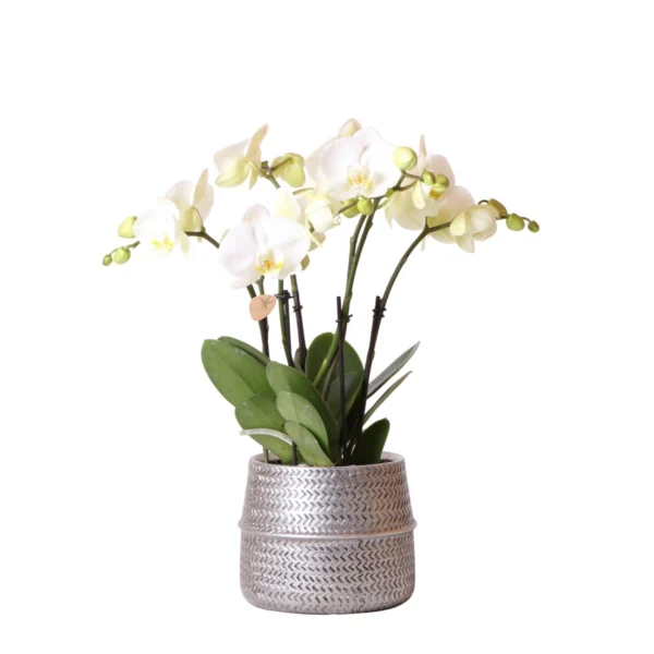 Weiße Phalaenopsis Gent-Orchidee im Groove-Dekotopf silber – Topfgröße Ø12cm | Blühende Zimmerpflanze im Blumentopf – frisch vom Züchter
