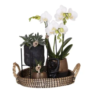 Komplettes Pflanzenset Urban Nature | Grünpflanzen mit weißer Phalaenopsis-Orchidee inkl. schwarzen Keramik-Ziertöpfen und Zubehör