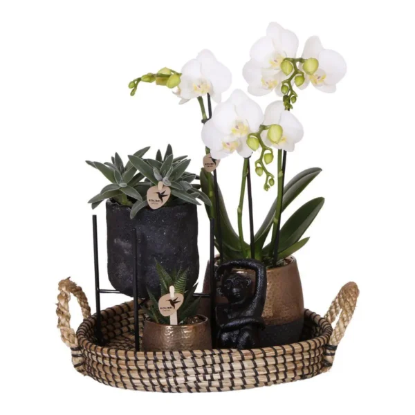 Komplettes Pflanzenset Urban Nature | Grünpflanzen mit weißer Phalaenopsis-Orchidee inkl. schwarzen Keramik-Ziertöpfen und Zubehör