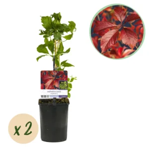 2x Wilder Wein - Parthenocissus Engelmannii - Blatt Grün später Rot - Topf 11cm Höhe 40cm