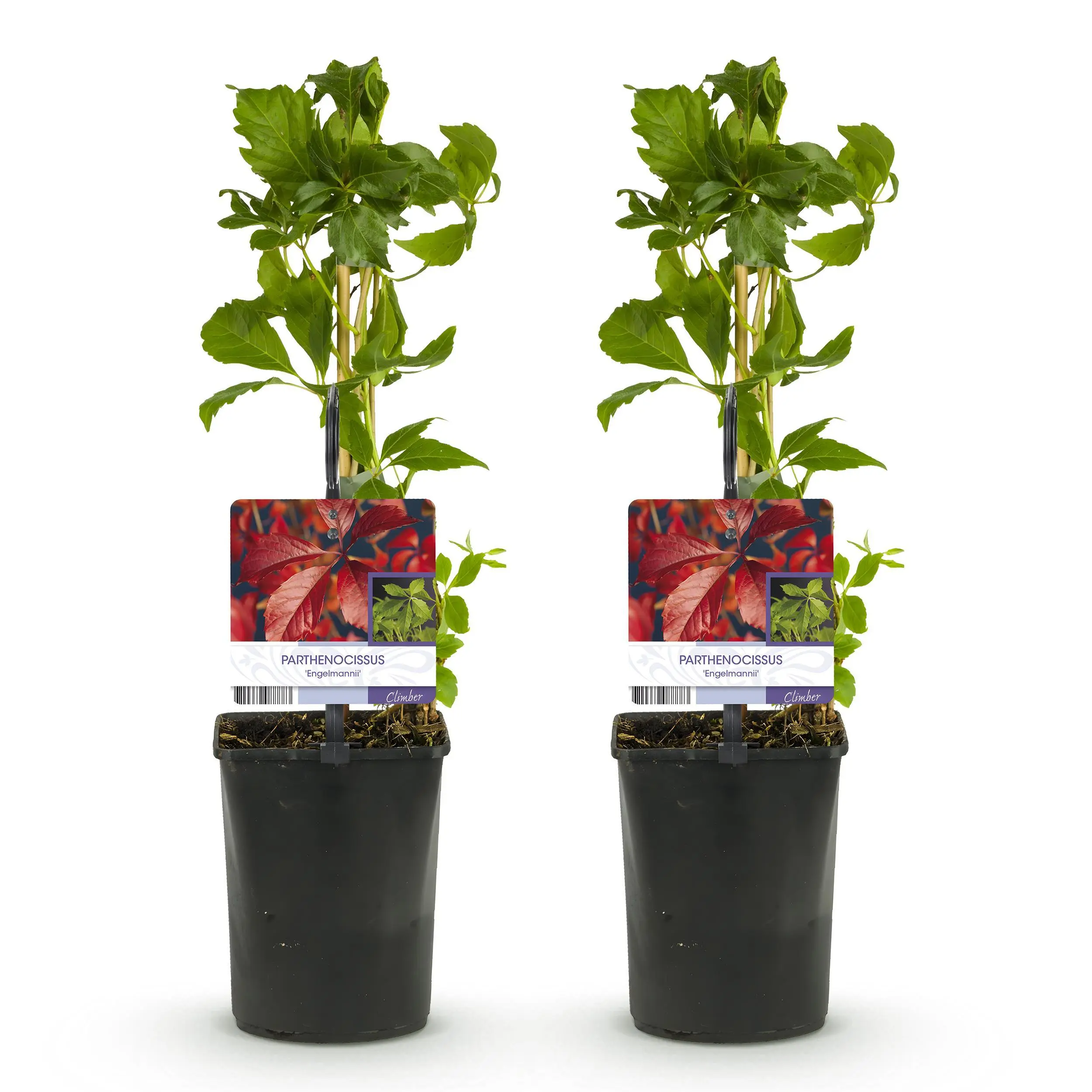 2x Wilder Wein - Parthenocissus Engelmannii - Blatt Grün später Rot - Topf 11cm Höhe 40cm 2 2x Wilder Wein - Parthenocissus Engelmannii - Blatt Grün später Rot - Topf 11cm Höhe 40cm – Bild 2