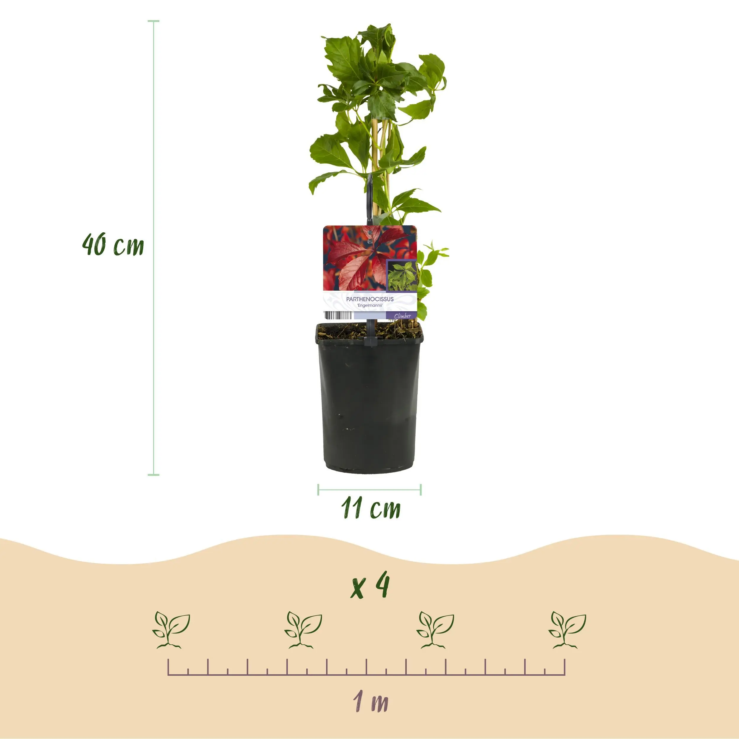 2x Wilder Wein - Parthenocissus Engelmannii - Blatt Grün später Rot - Topf 11cm Höhe 40cm 3 2x Wilder Wein - Parthenocissus Engelmannii - Blatt Grün später Rot - Topf 11cm Höhe 40cm – Bild 3
