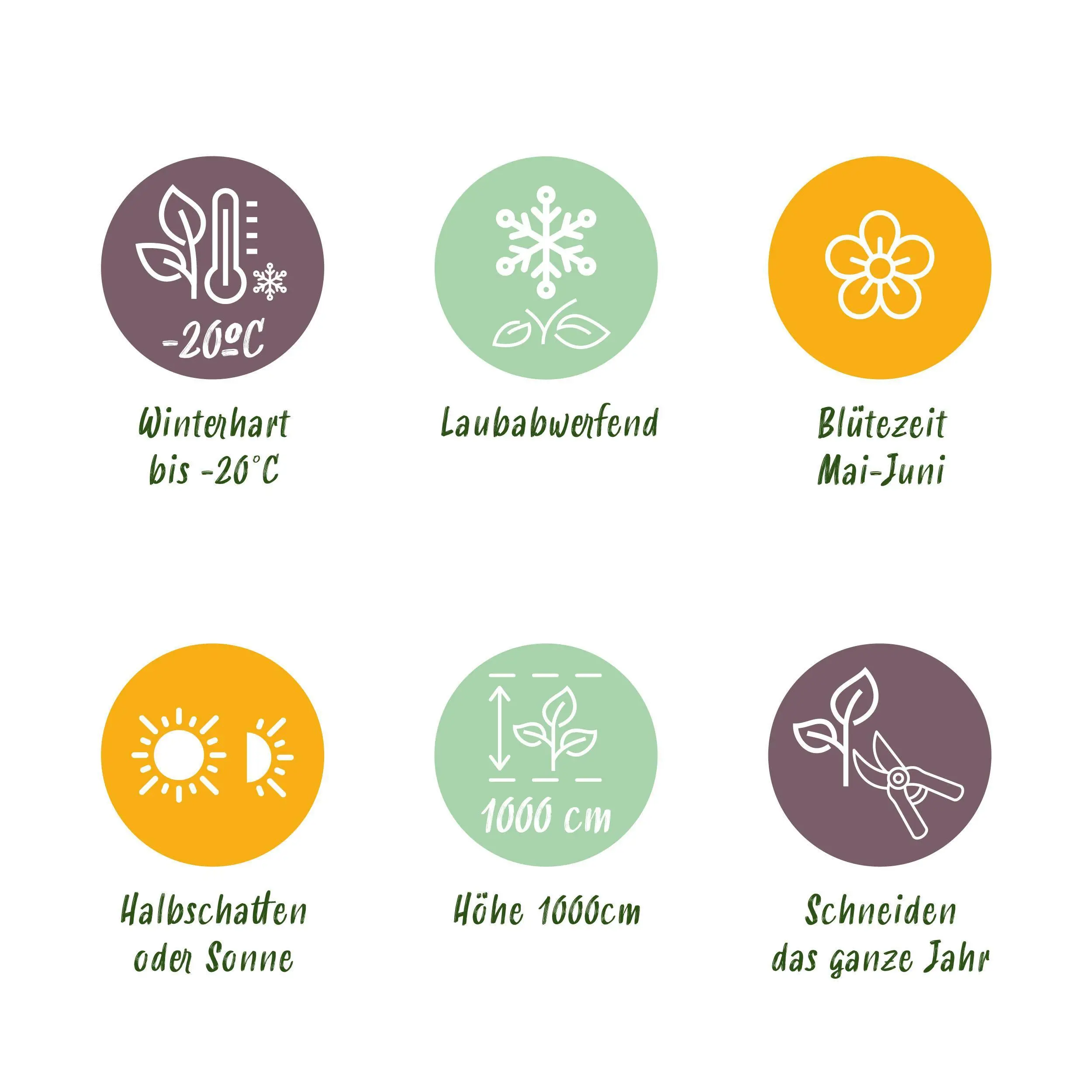 2x Wilder Wein - Parthenocissus Engelmannii - Blatt Grün später Rot - Topf 11cm Höhe 40cm 6 2x Wilder Wein - Parthenocissus Engelmannii - Blatt Grün später Rot - Topf 11cm Höhe 40cm – Bild 6