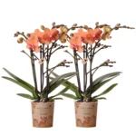 COMBI DEAL von 2 orange Phalaenopsis Orchideen - Bozen - Topfgröße Ø9cm