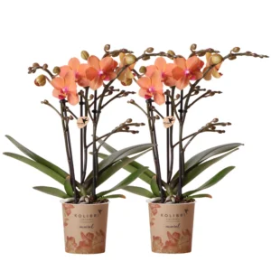 COMBI DEAL von 2 orange Phalaenopsis Orchideen - Bozen - Topfgröße Ø9cm
