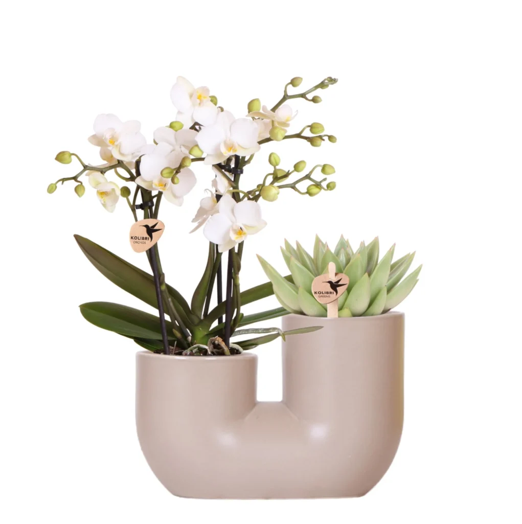 Set mit Weißer Orchidee Zürich und Sukkulente im Tube-Ziertopf Sand – Topfgröße Ø9cm