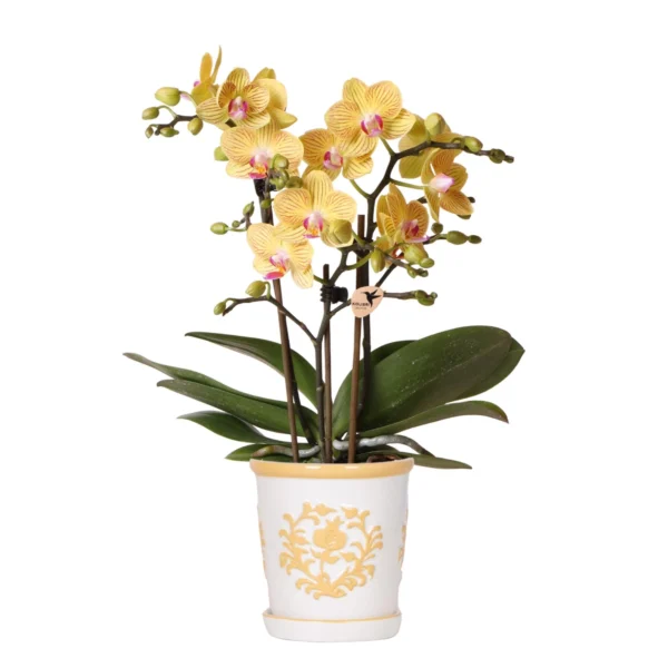 Gelbe Orchidee Lima + Malaga Ziertopf Hellorange - Topfgröße Ø9cm