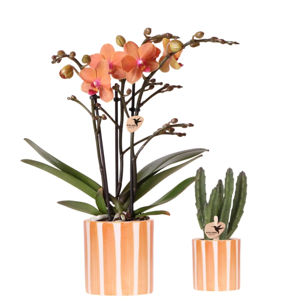 Pflanzenset Orange Phalaenopsis Orchidee Bolzano und Sukkulente inkl. Keramische Ziertöpfe