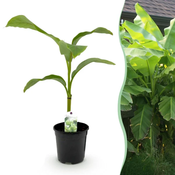 Bananenpflanzen (Musa)