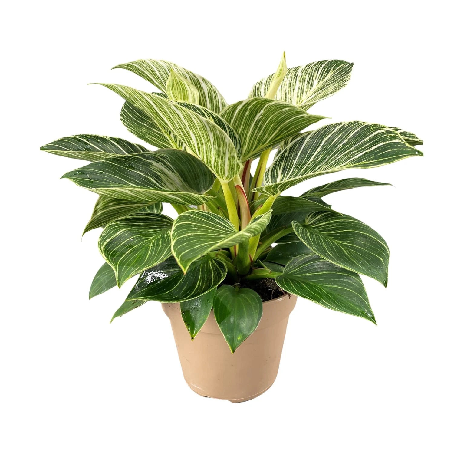 Baumfreund (Philodendron)