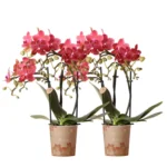 COMBI DEAL von 2 roten Phalaenopsis Orchideen - Kongo - Topfgröße Ø9cm blühende Zimmerpflanze