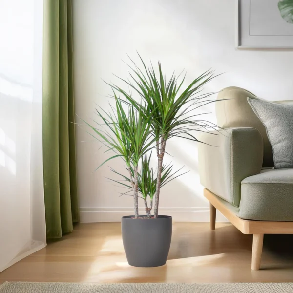 Drachenbäume (Dracaena)