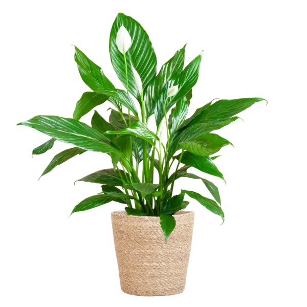 Einblatt (Spathiphyllum)