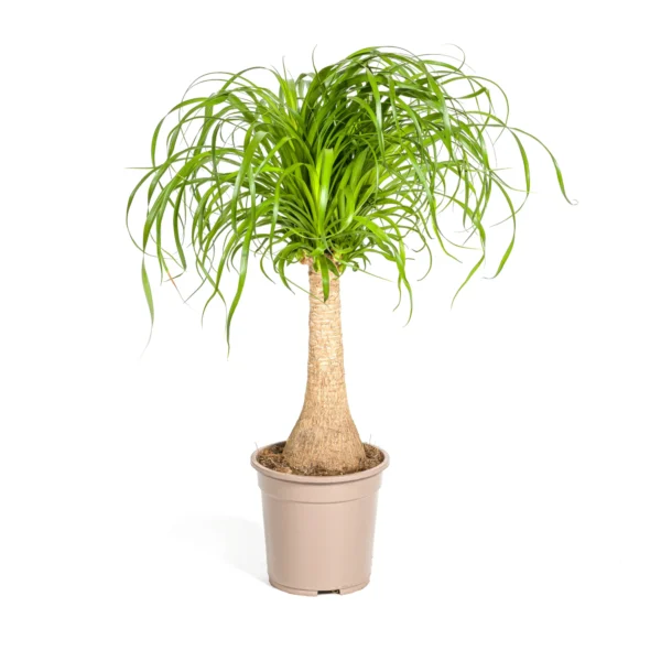 Elefantenfuß (Beaucarnea)