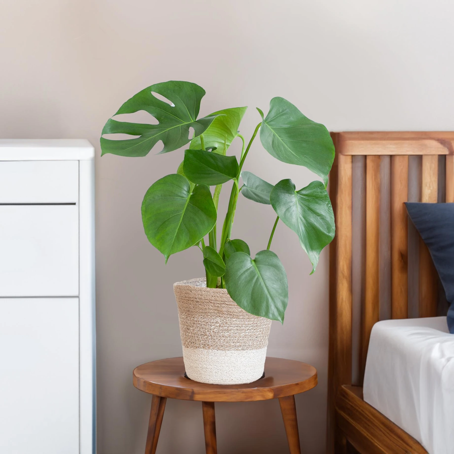 Fensterblätter (Monstera)