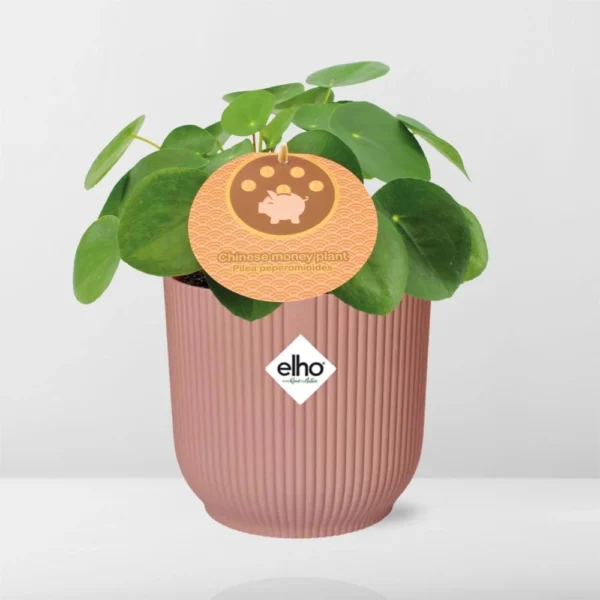 Glückstaler (Pilea Peperomioides)