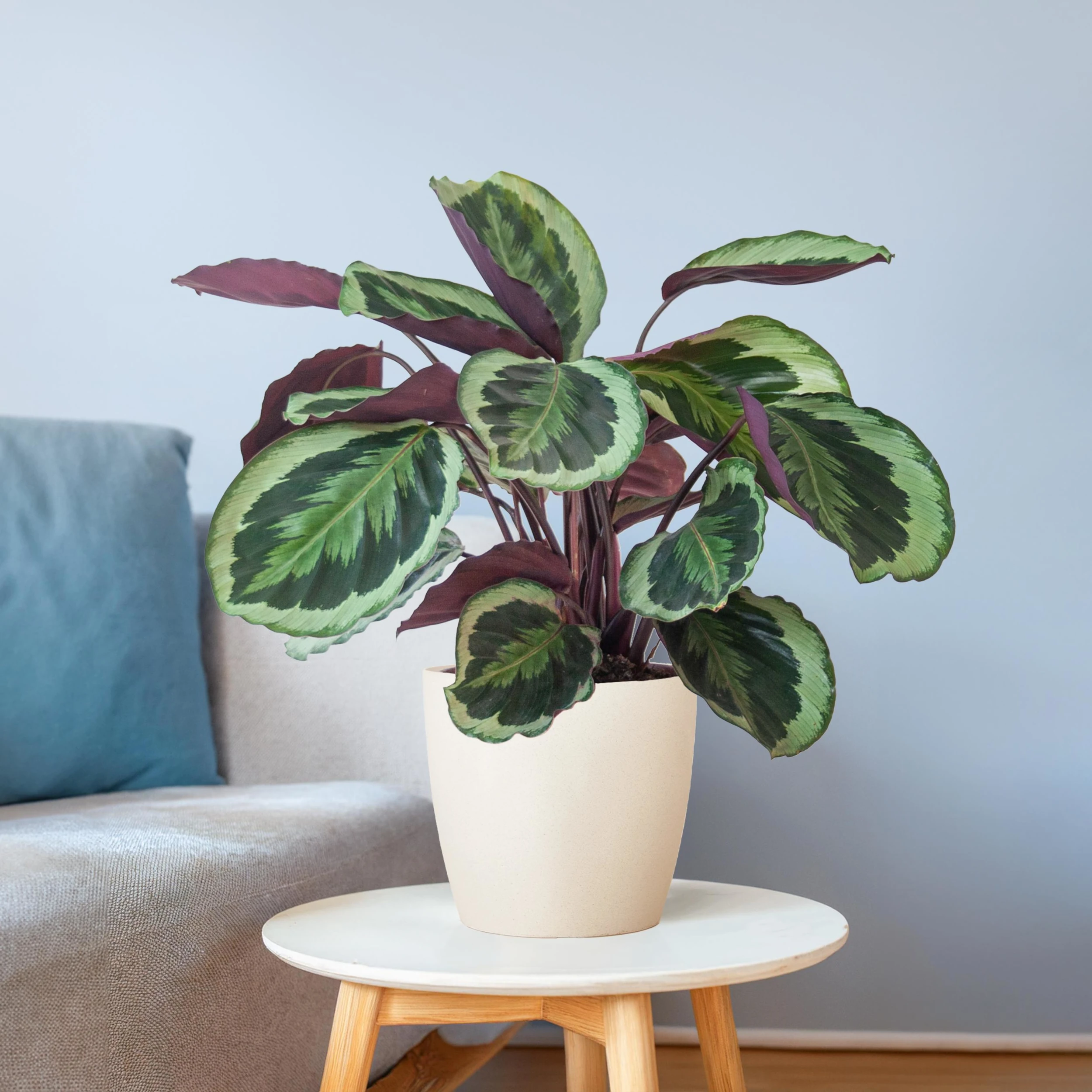 Korbmaranten (Calathea)