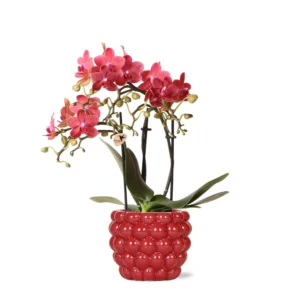 rote Phalaenopsis-Orchidee - Kongo + Beeren-Ziertopf - Topfgröße Ø9cm | blühende Zimmerpflanze im Blumentopf - frisch vom Züchter
