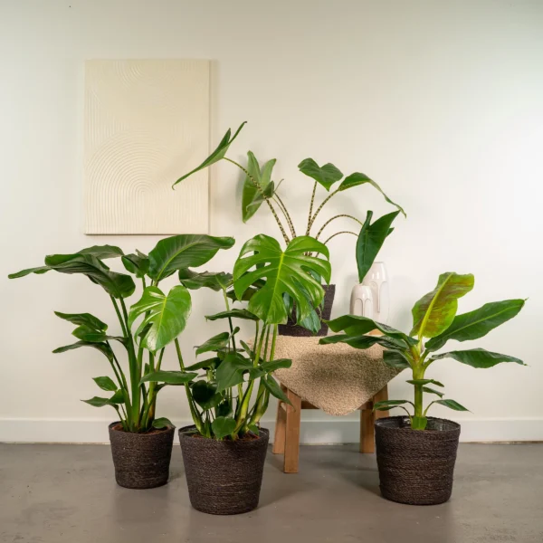 Strelitzien Paradiesvogelblumen