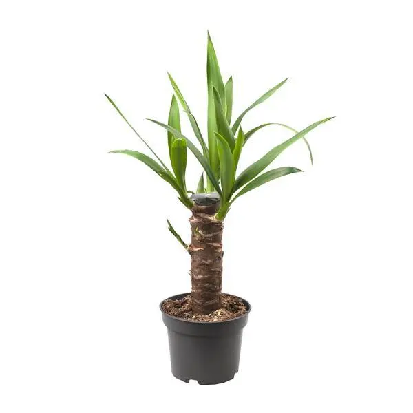 Yucca Elephantipes - Ø12cm - ↨30cm