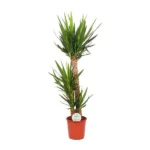 Yucca Elephantipes - Ø24cm - ↨125cm