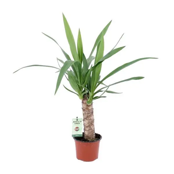 Yucca - Ø12cm - ↨50cm