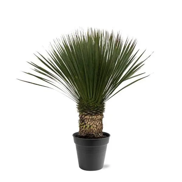 Yucca Rostrata - ↨80 - 100cm- Ø38cm