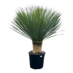 Yucca Rostrata - ↨140cm - Ø45cm