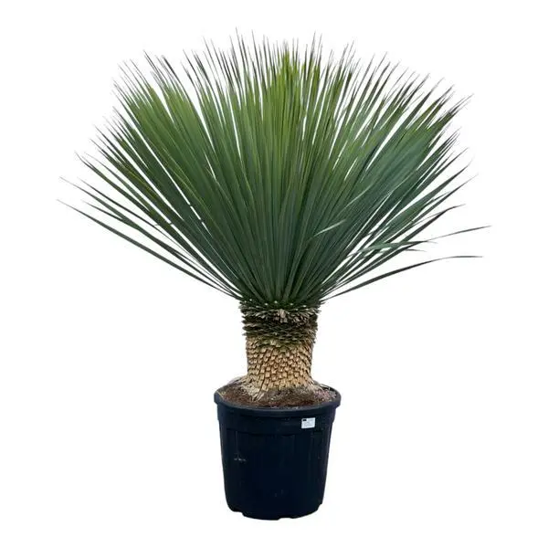 Yucca Rostrata - ↨140cm - Ø45cm