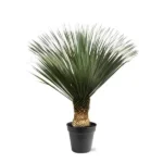 Yucca Rostrata - ↨130 - 150 cm - Ø50cm