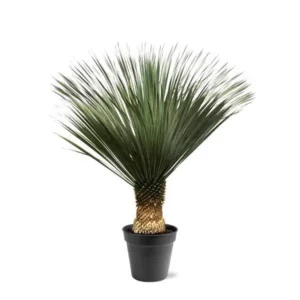 Yucca Rostrata - ↨130 - 150 cm - Ø50cm