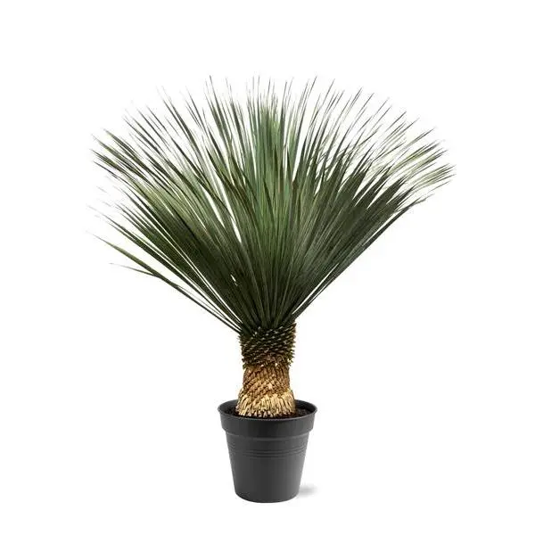 Yucca Rostrata - ↨130 - 150 cm - Ø50cm