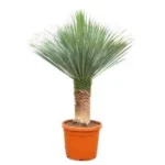 Yucca Rostrata - ↨140 - 160cm - Ø55cm