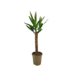 Yucca Elephantipes Ø17cm - ↨60 - 80cm
