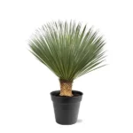 Yucca Rostrata - ↨100 - 120 cm - Ø40cm