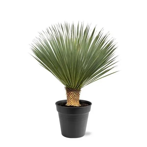 Yucca Rostrata - ↨100 - 120 cm - Ø40cm