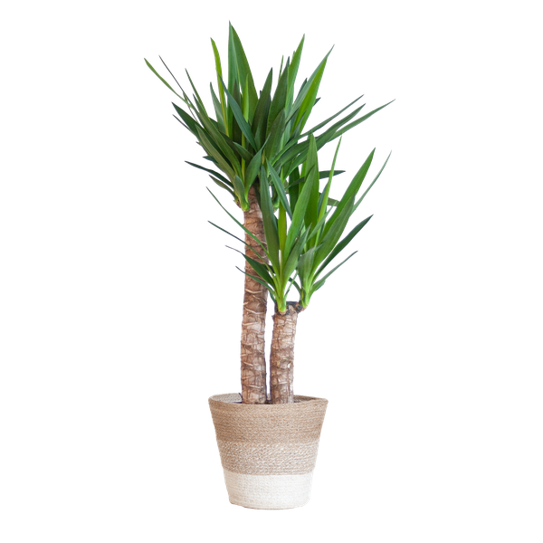 Yucca Elephantipes mit Korb Lissabon weiß - 90cm - Ø21