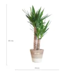 Yucca mit Topf - ↨100cm - Ø21cm