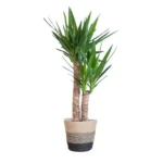 Yucca Elephantipes mit Korb Lissabon Schwarz - ↨90cm - Ø21cm