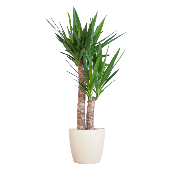 Yucca Elephantipes mit Viber weiß - 90cm - Ø21