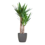 Yucca Elephantipes mit Viber Schwarz - ↨90cm - Ø21cm